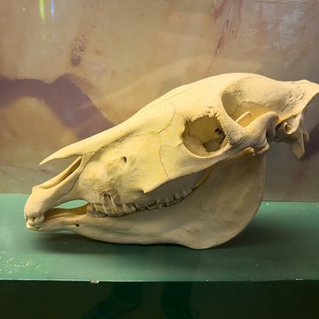 Muséum dhistoire naturelle de Grenoble