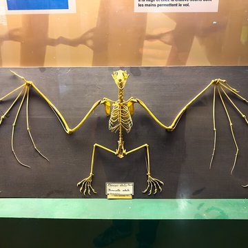 Muséum dhistoire naturelle de Grenoble