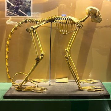 Muséum dhistoire naturelle de Grenoble