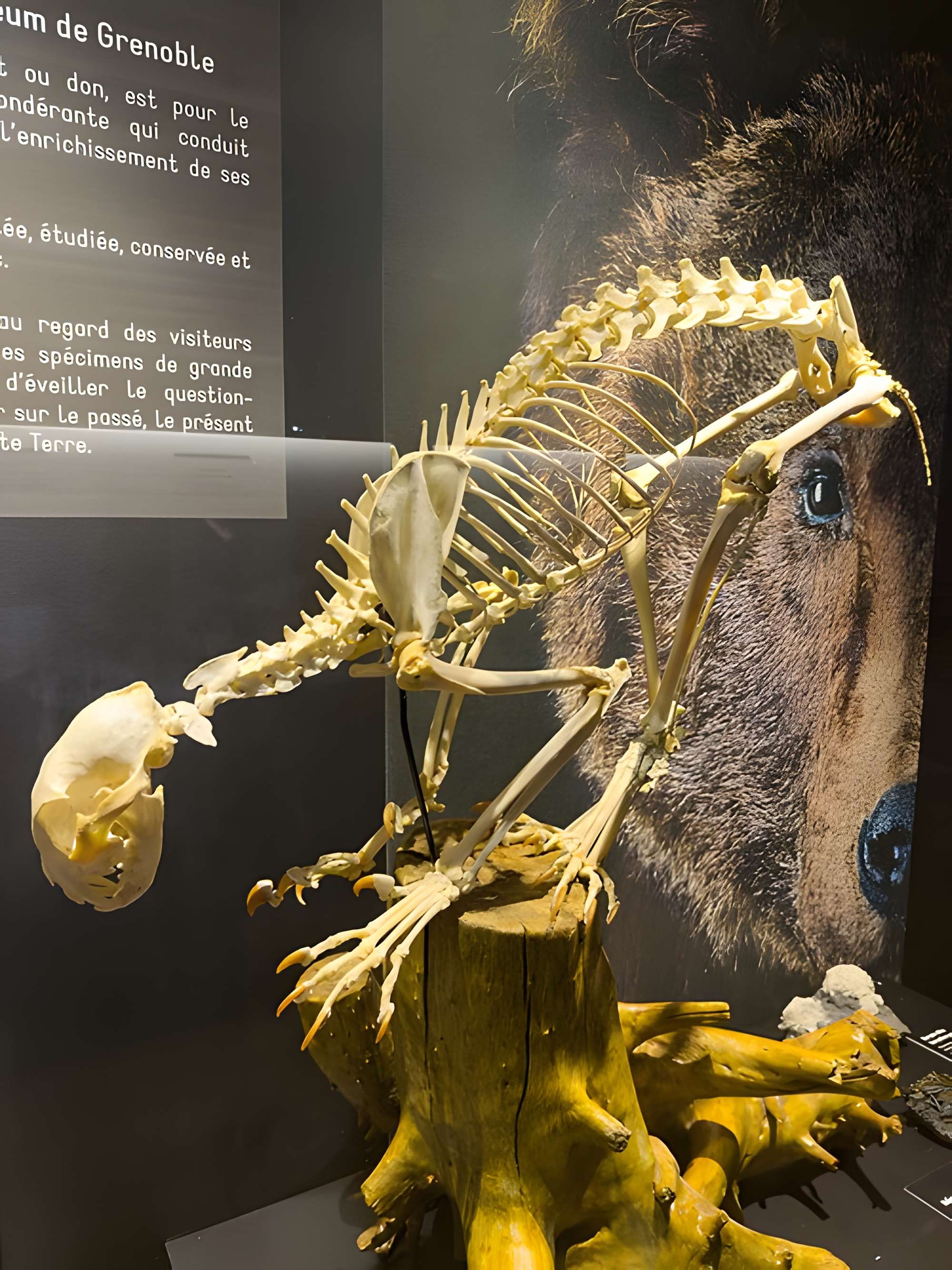 Muséum d'histoire naturelle de Grenoble