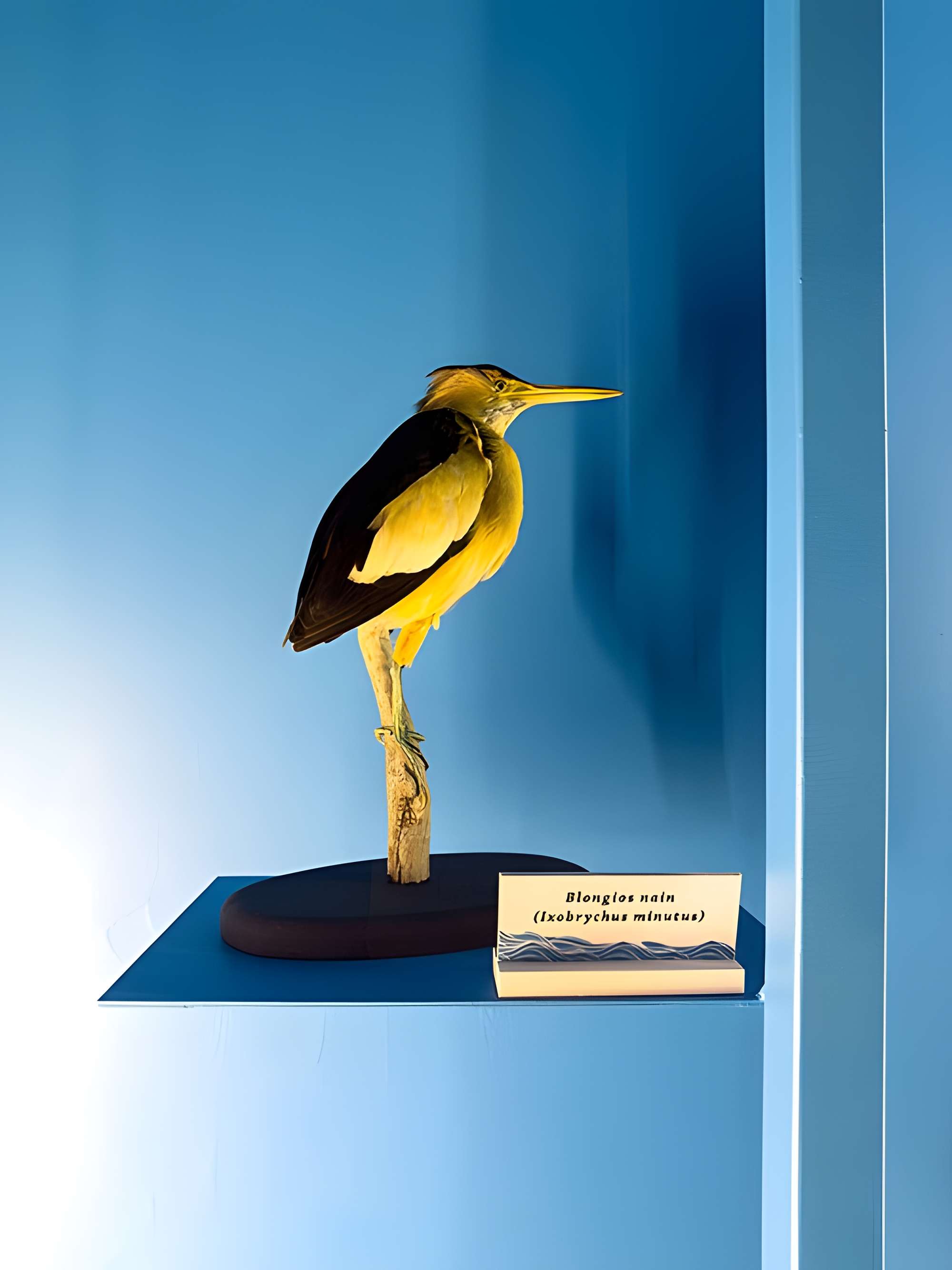 Muséum d'histoire naturelle de Grenoble