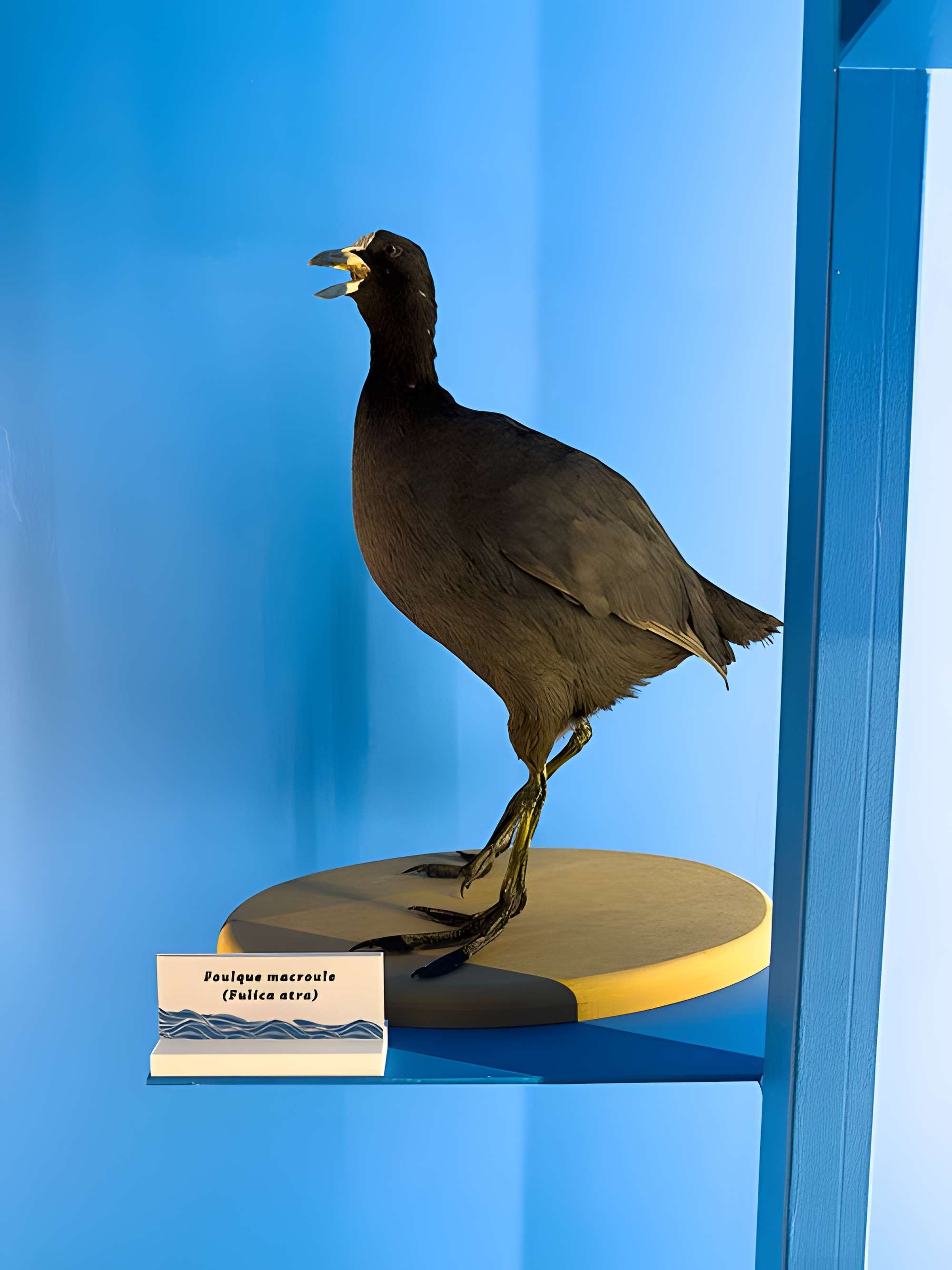 Muséum d'histoire naturelle de Grenoble