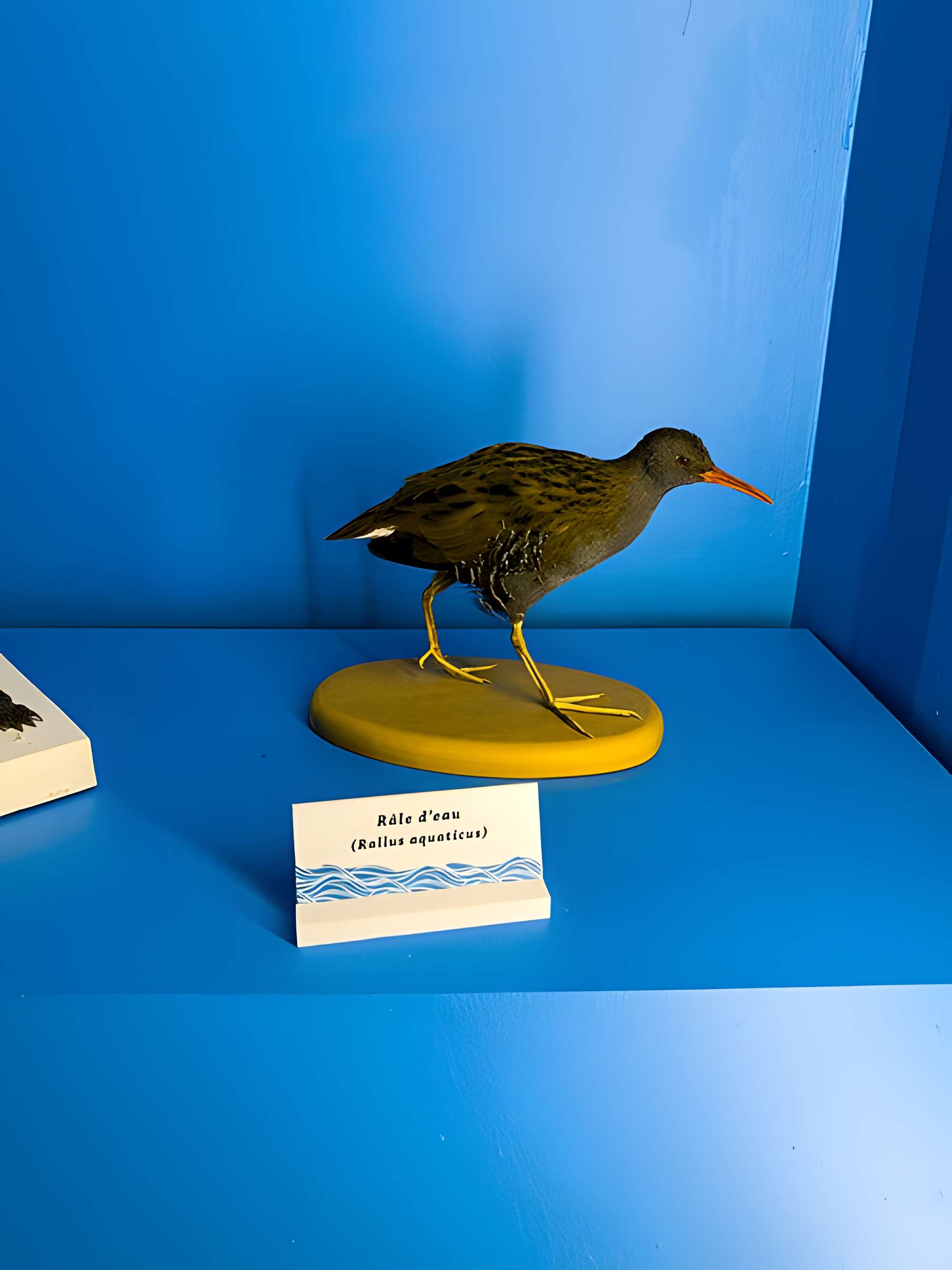 Muséum d'histoire naturelle de Grenoble