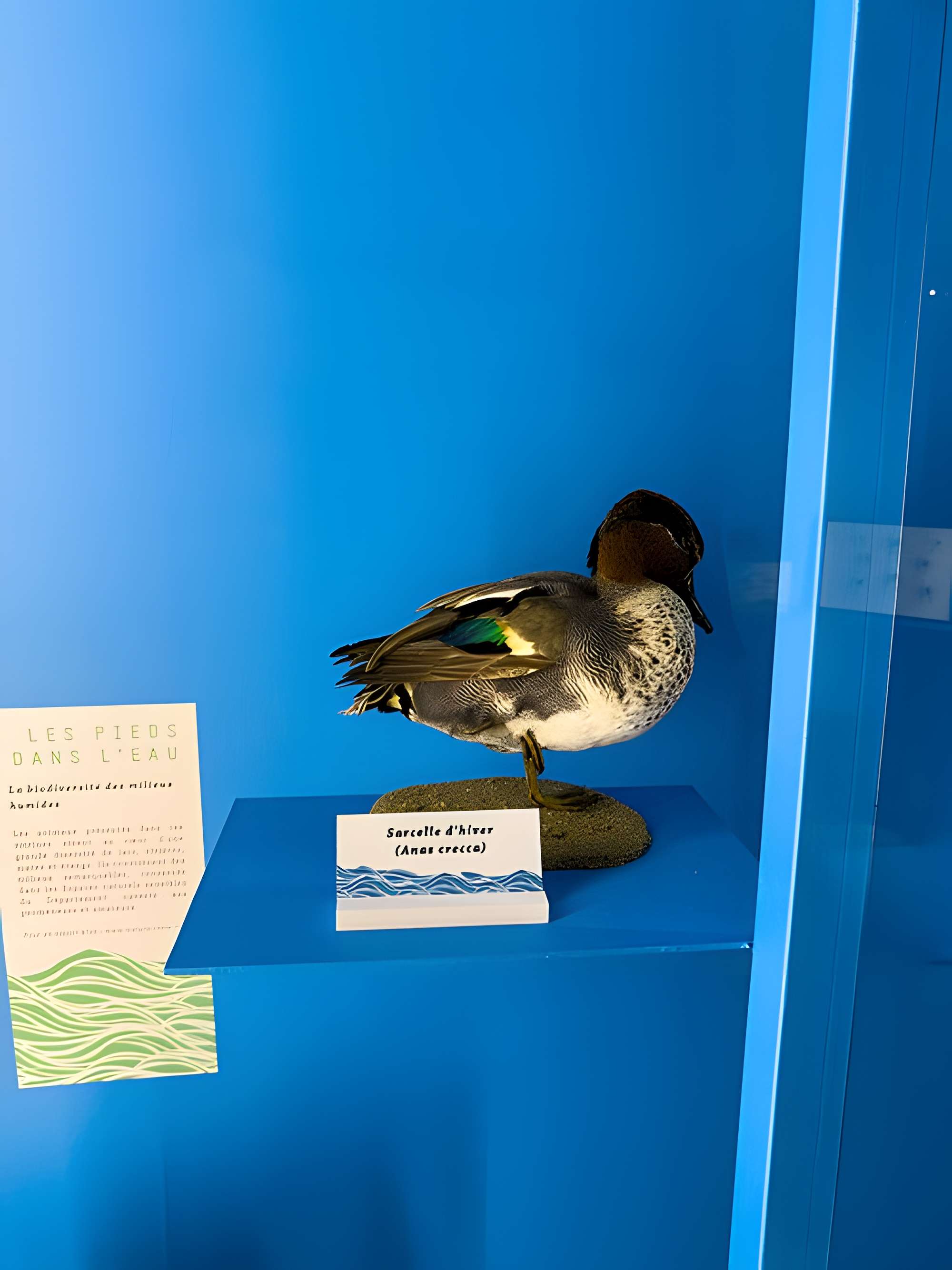 Muséum d'histoire naturelle de Grenoble