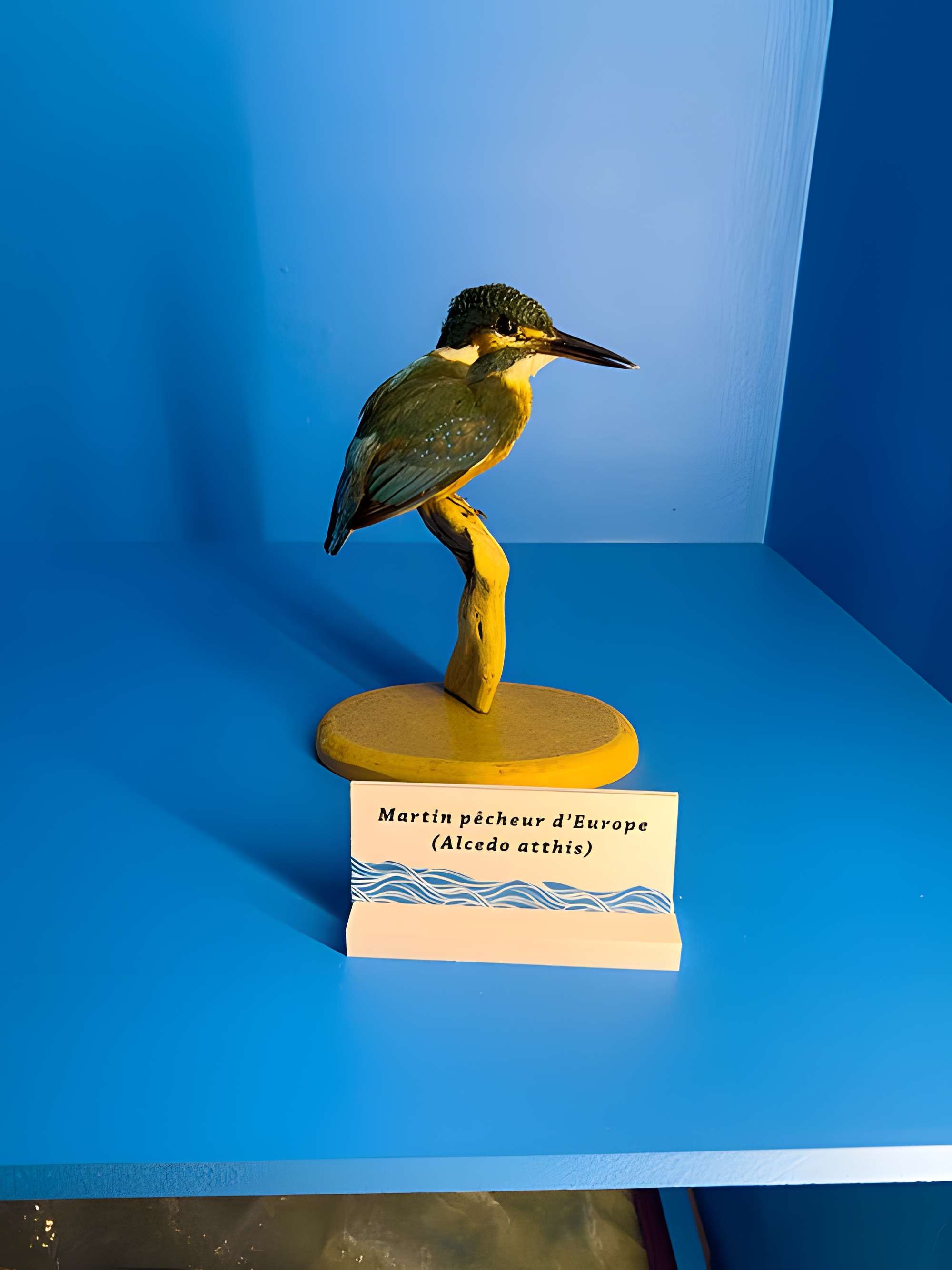 Muséum d'histoire naturelle de Grenoble