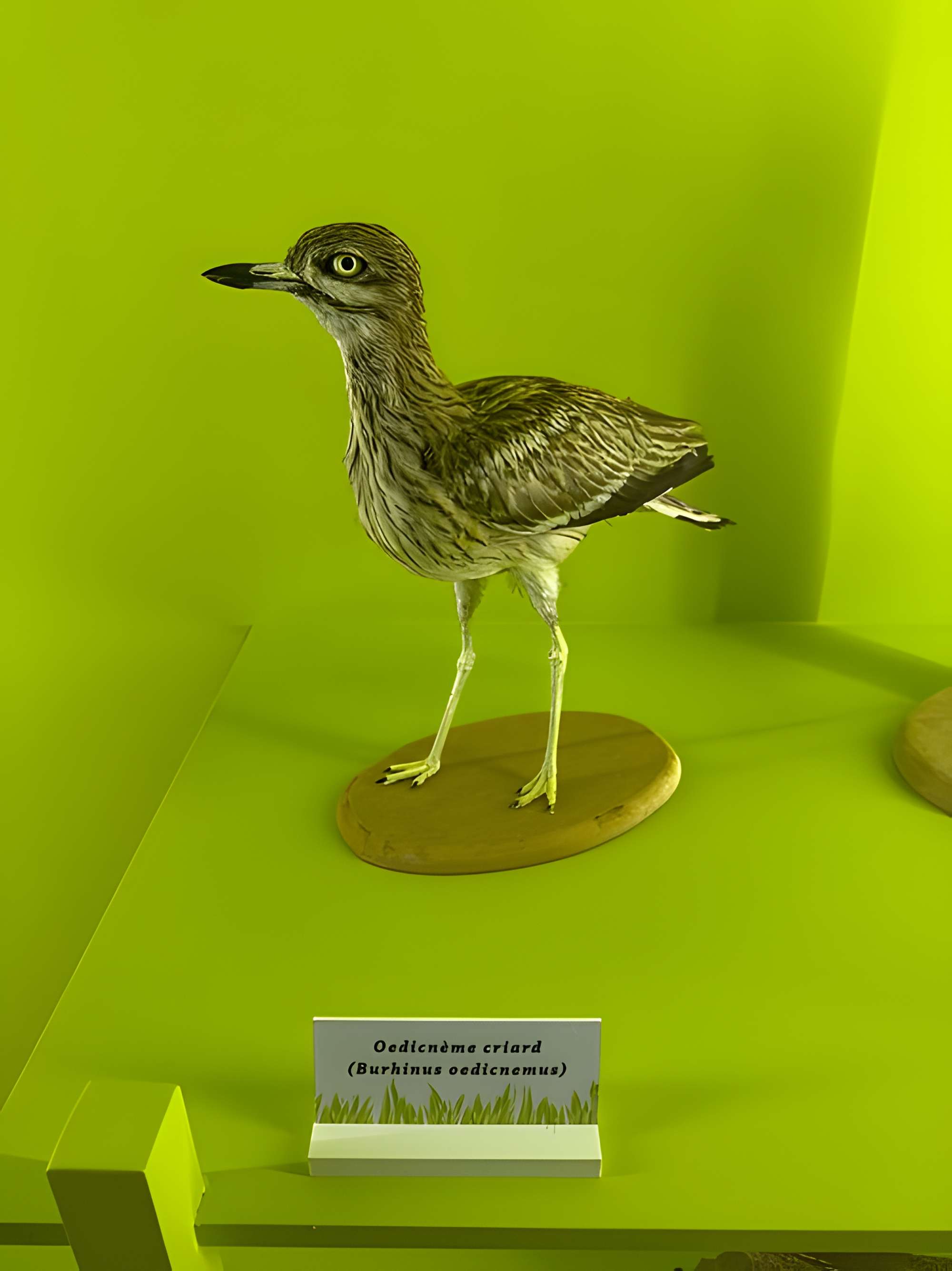 Muséum d'histoire naturelle de Grenoble