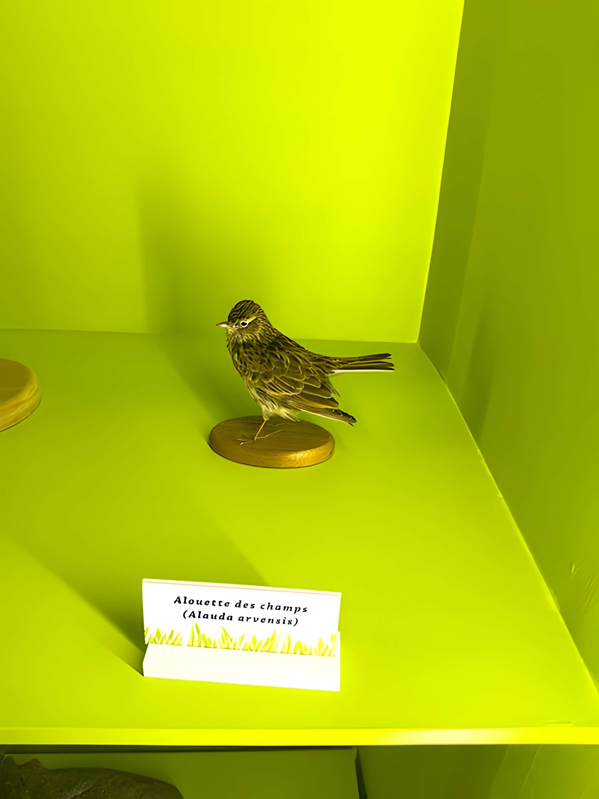 Muséum d'histoire naturelle de Grenoble