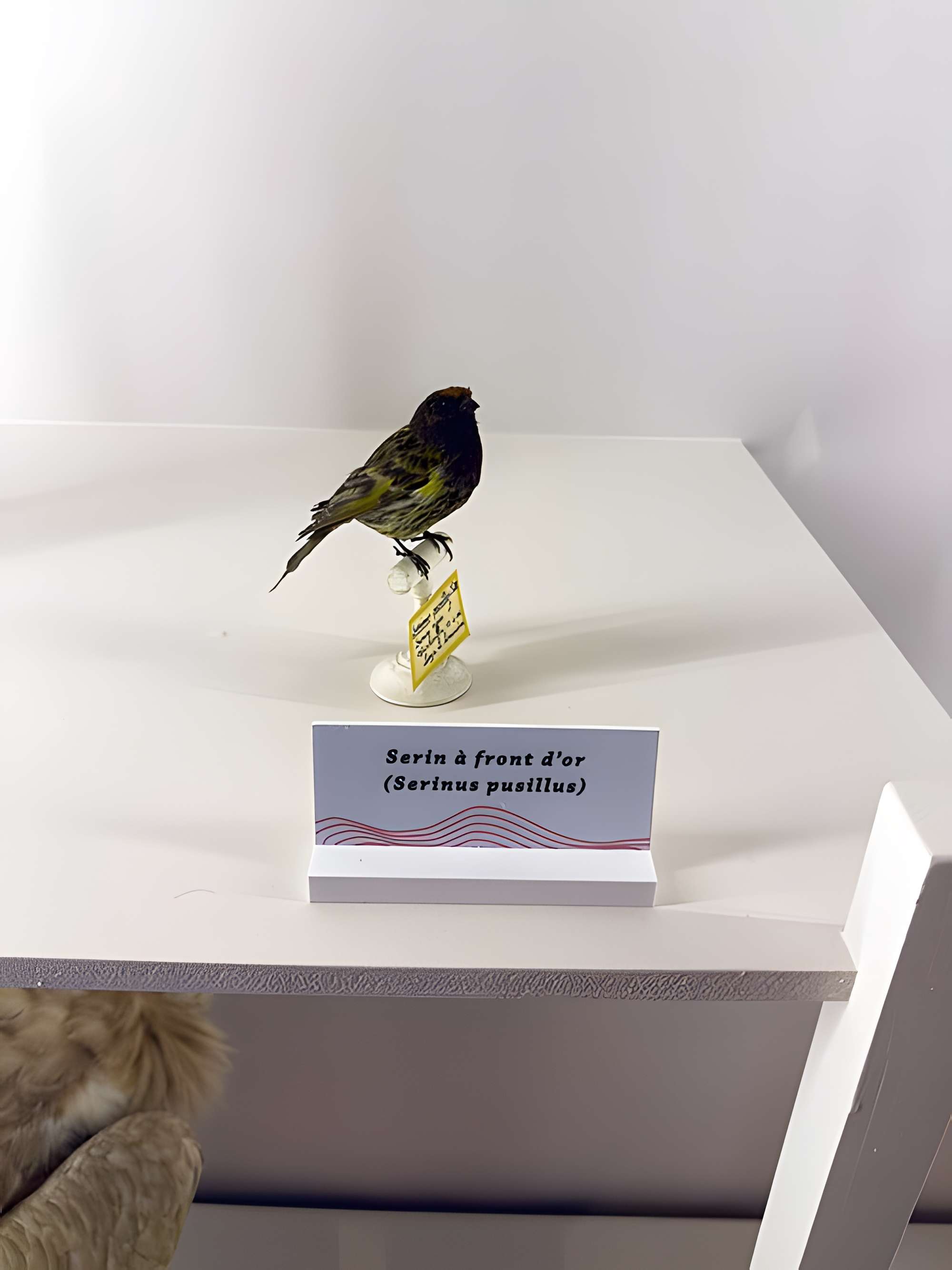 Muséum d'histoire naturelle de Grenoble