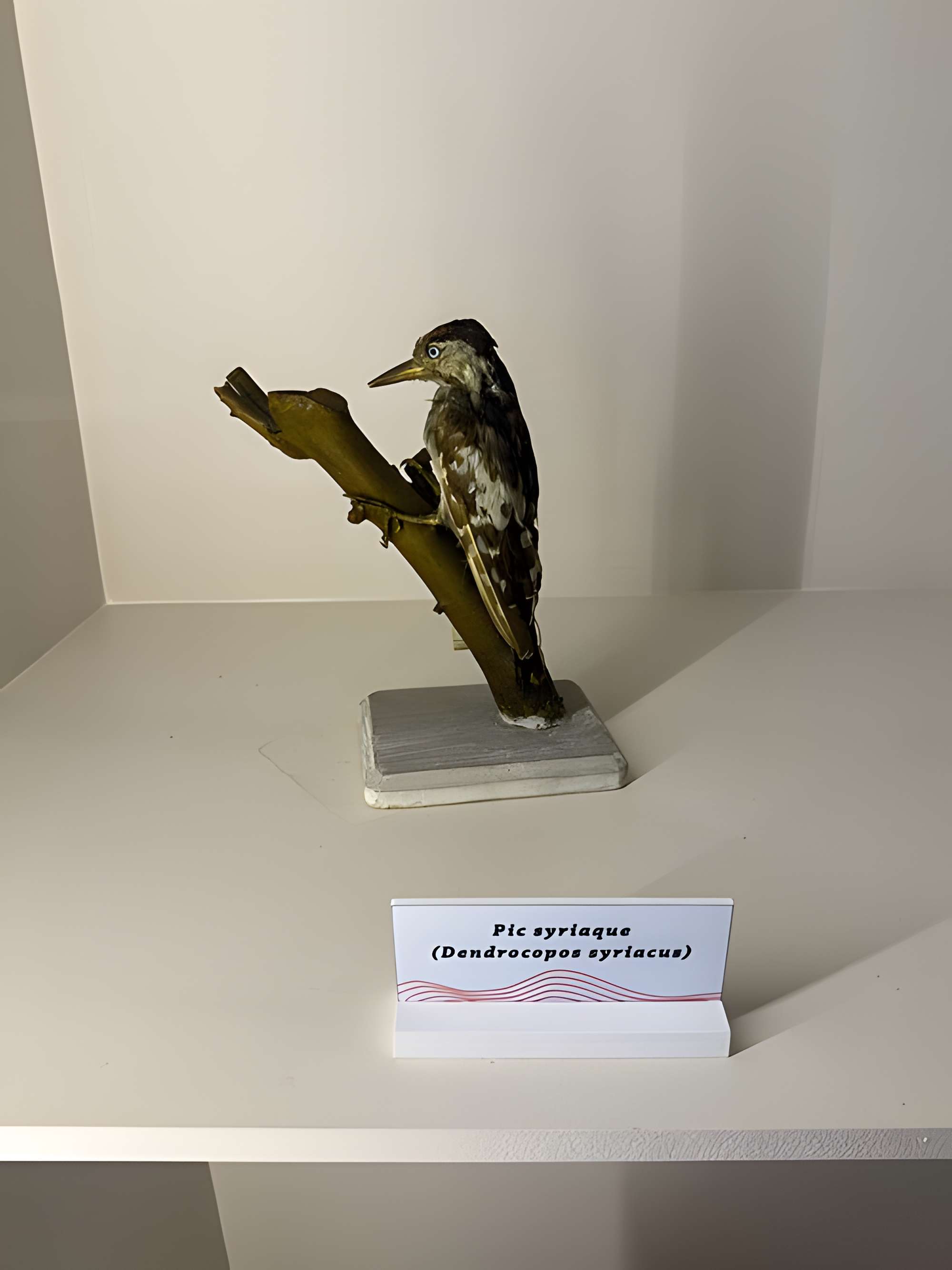 Muséum d'histoire naturelle de Grenoble