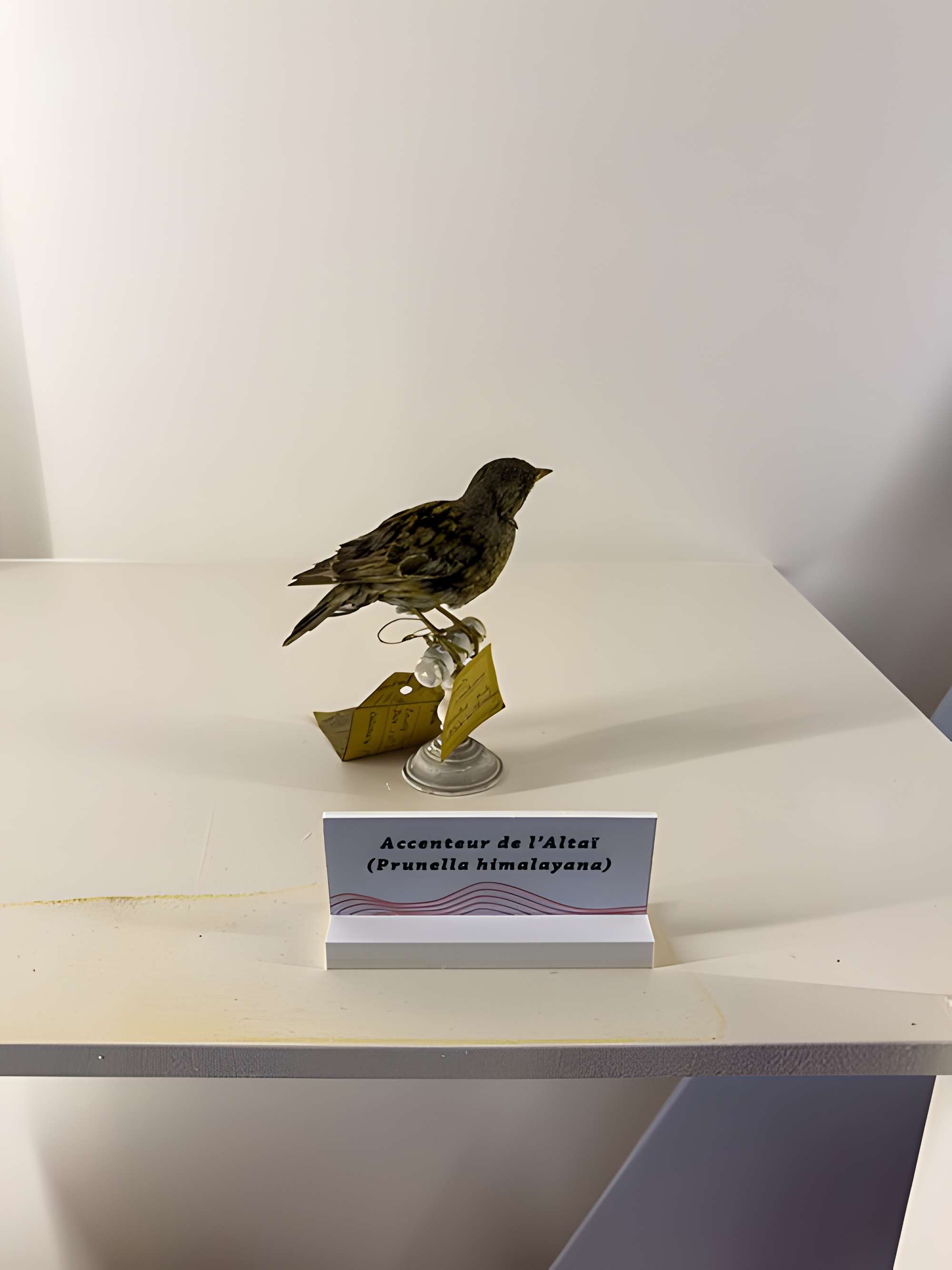 Muséum d'histoire naturelle de Grenoble