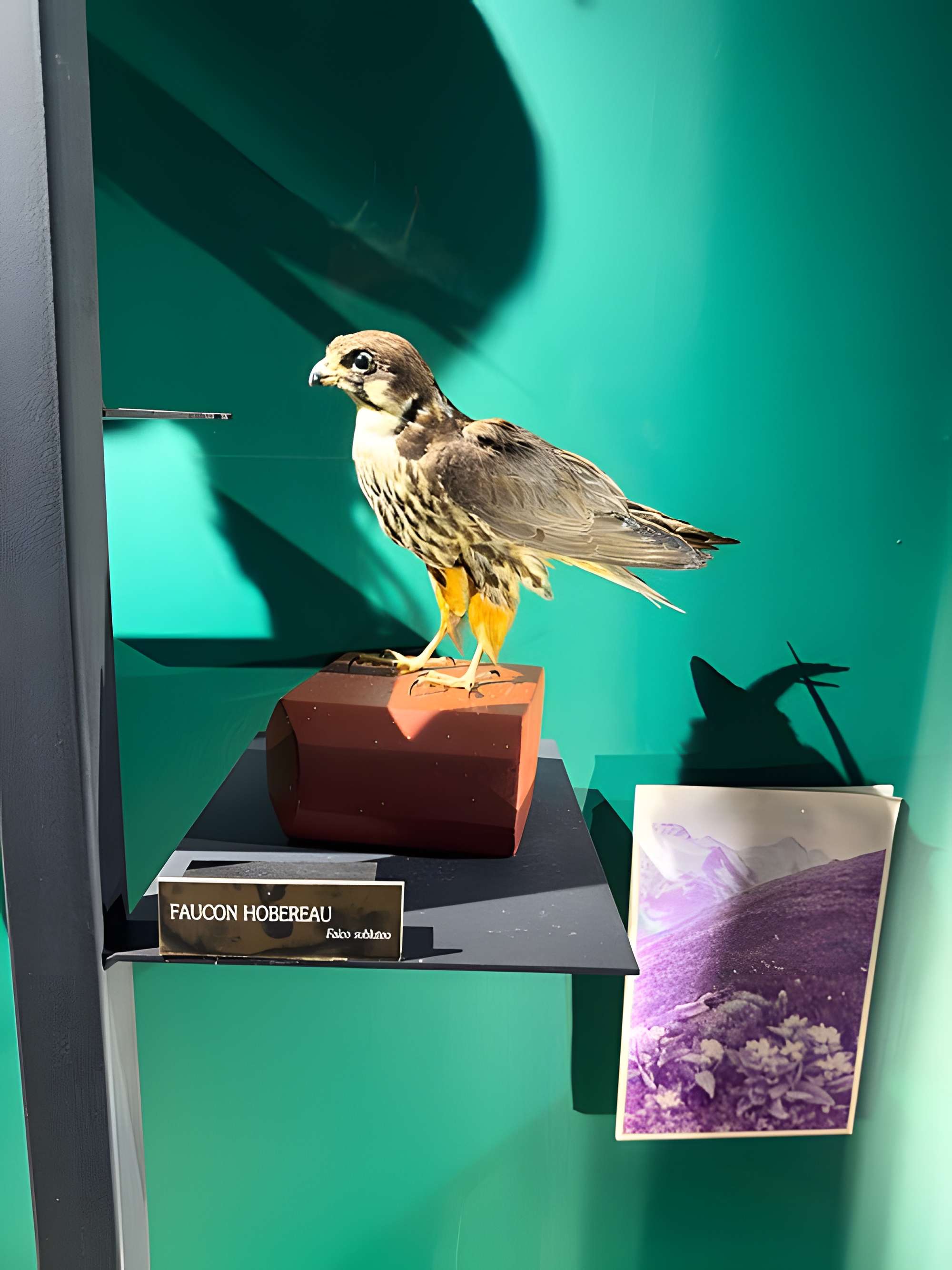 Muséum d'histoire naturelle de Grenoble