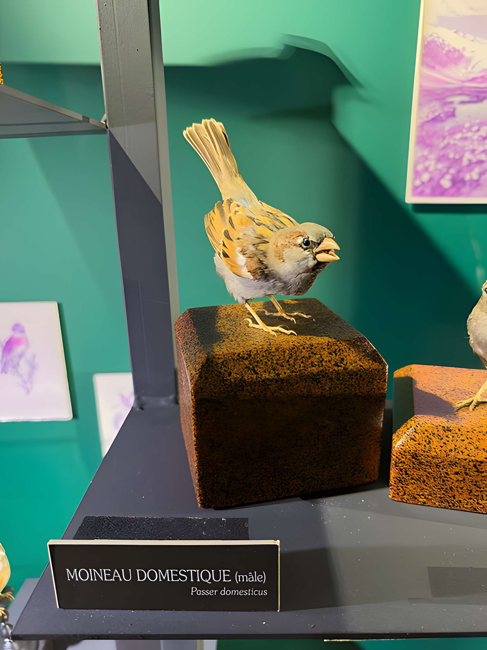 Muséum d'histoire naturelle de Grenoble