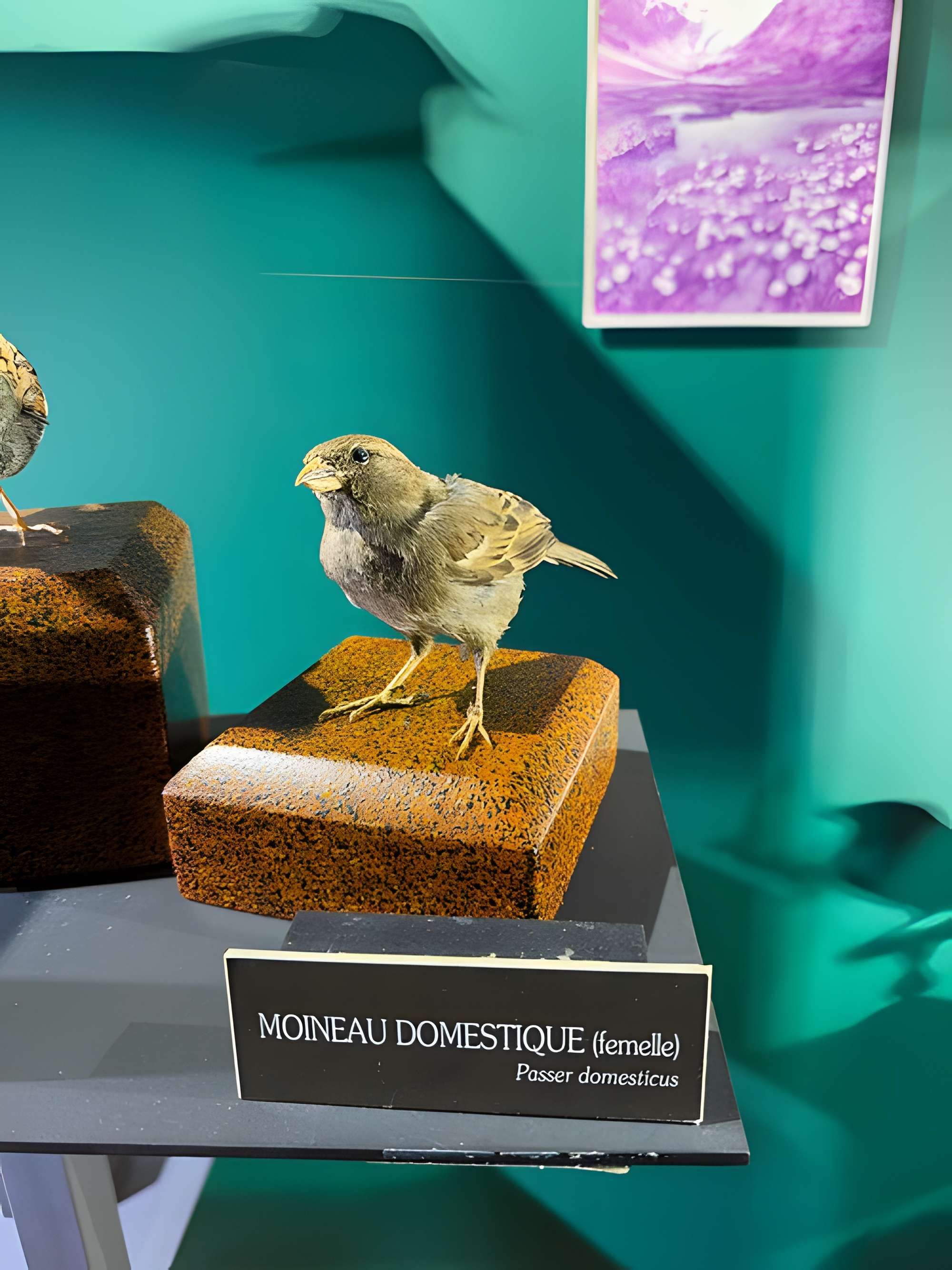 Muséum d'histoire naturelle de Grenoble