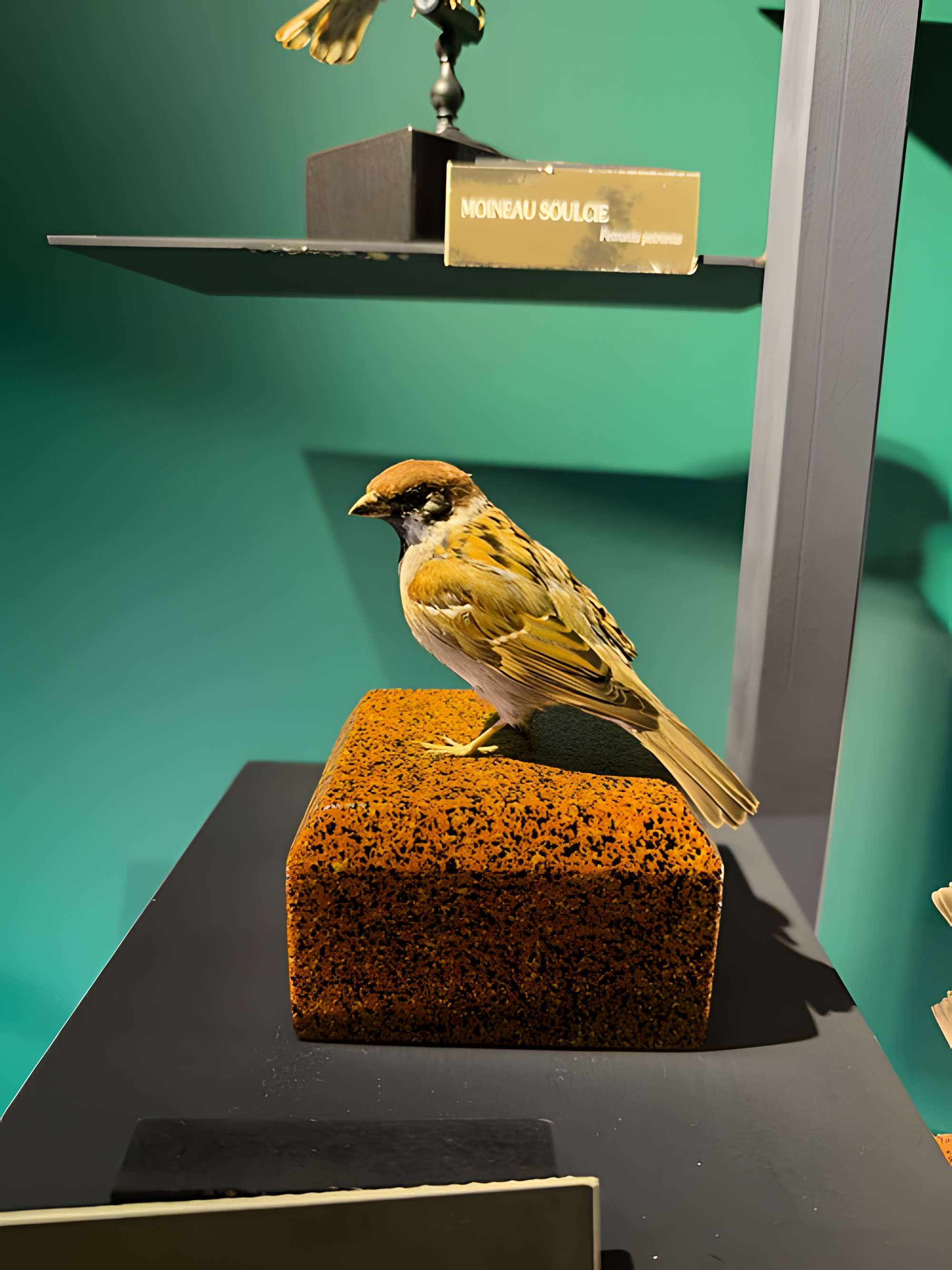 Muséum d'histoire naturelle de Grenoble