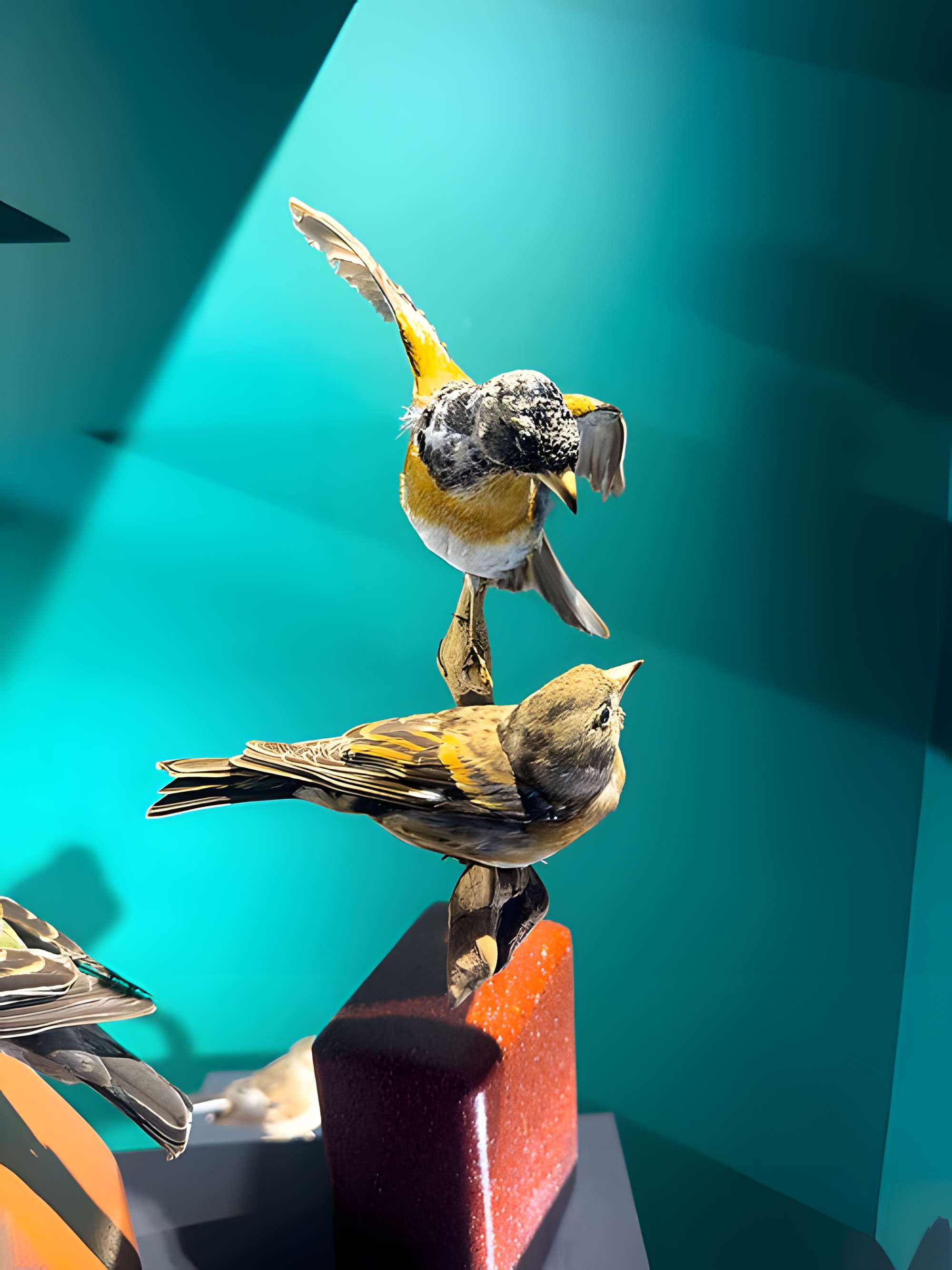 Muséum d'histoire naturelle de Grenoble