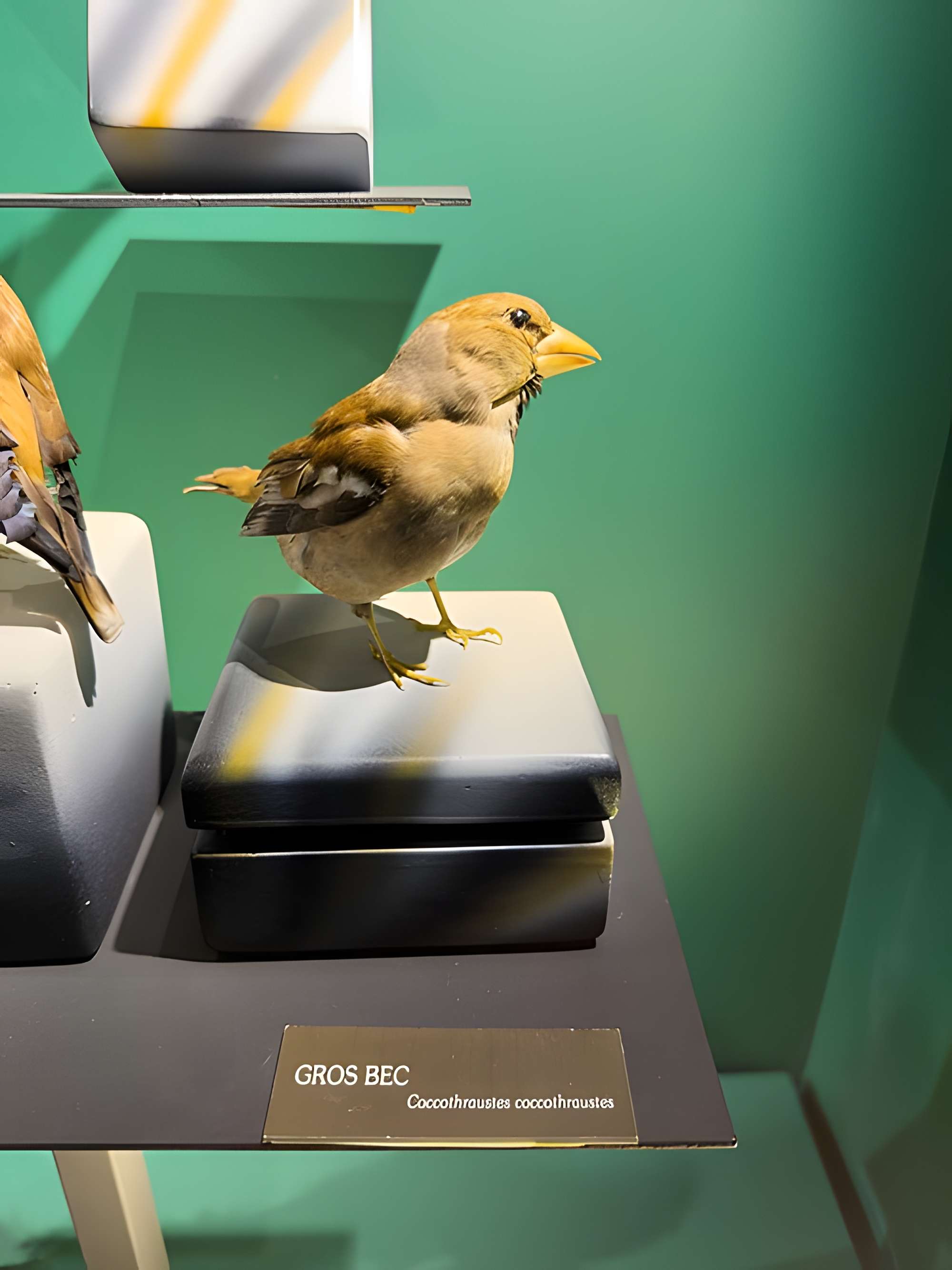 Muséum d'histoire naturelle de Grenoble