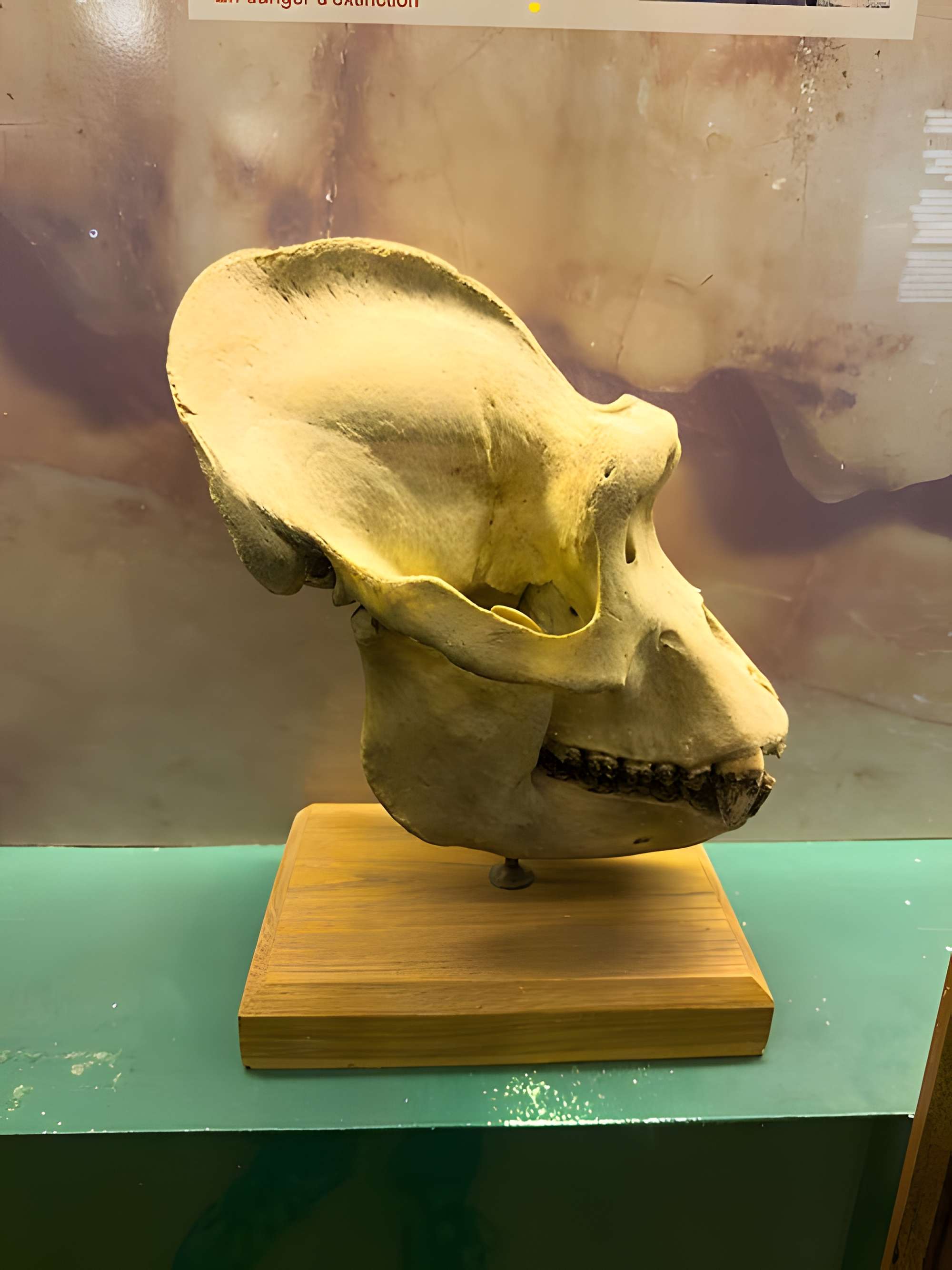 Muséum d'histoire naturelle de Grenoble