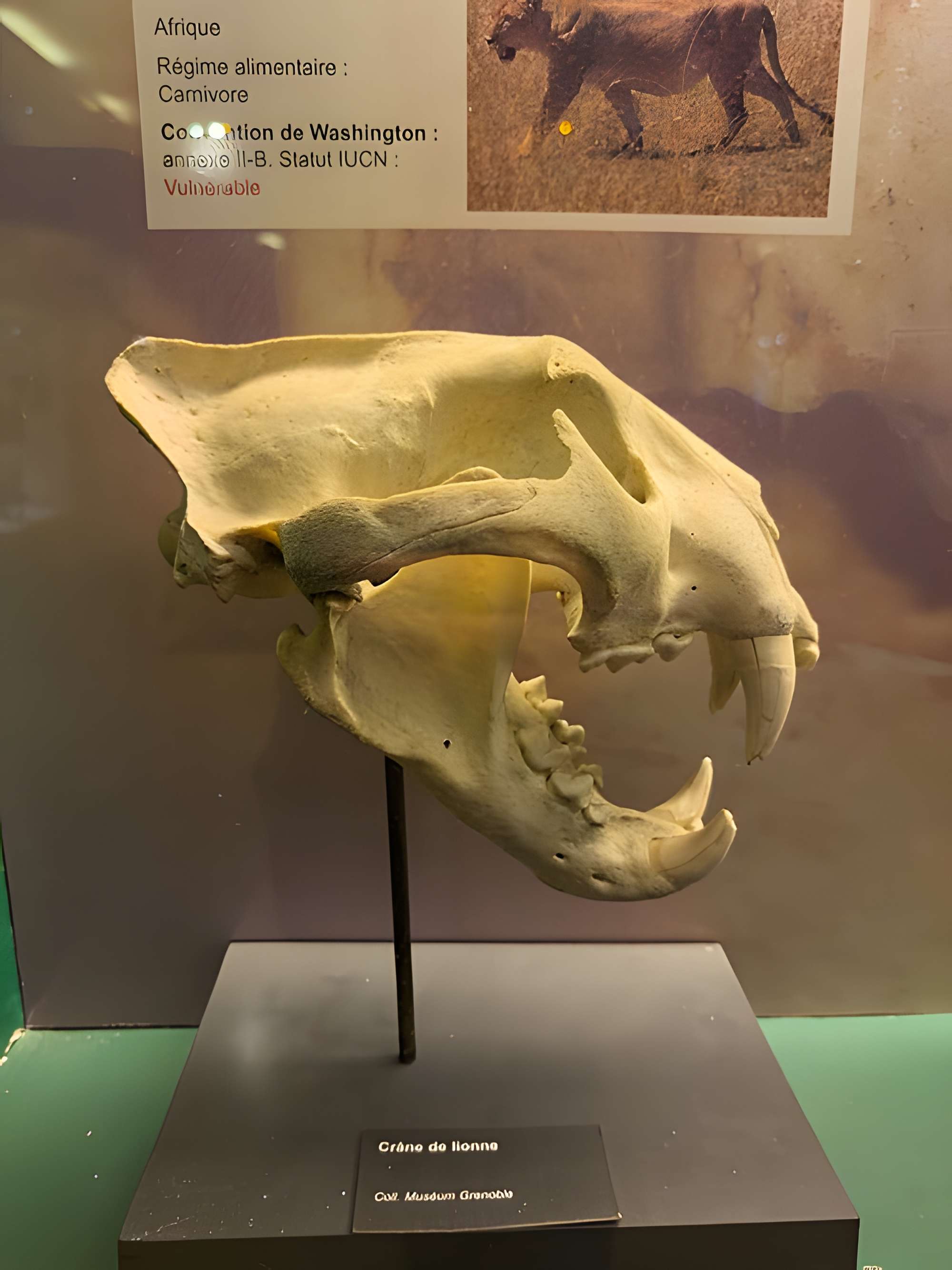 Muséum d'histoire naturelle de Grenoble