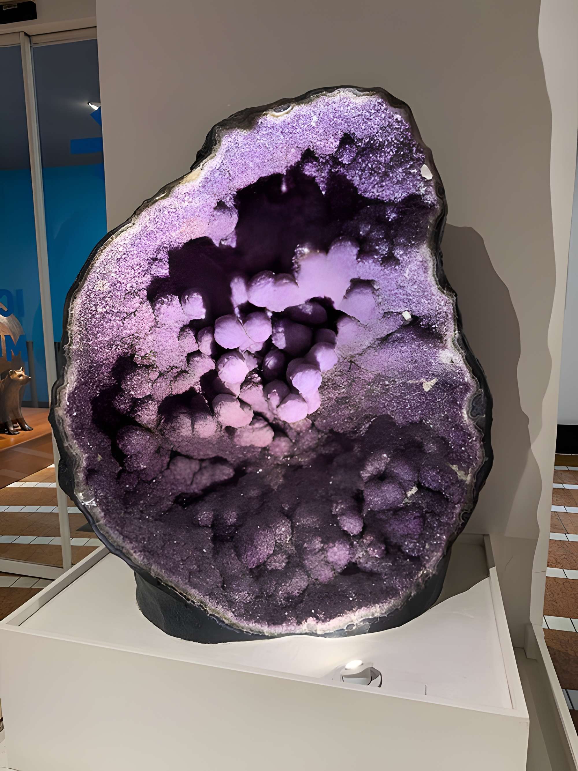 Muséum d'histoire naturelle de Grenoble