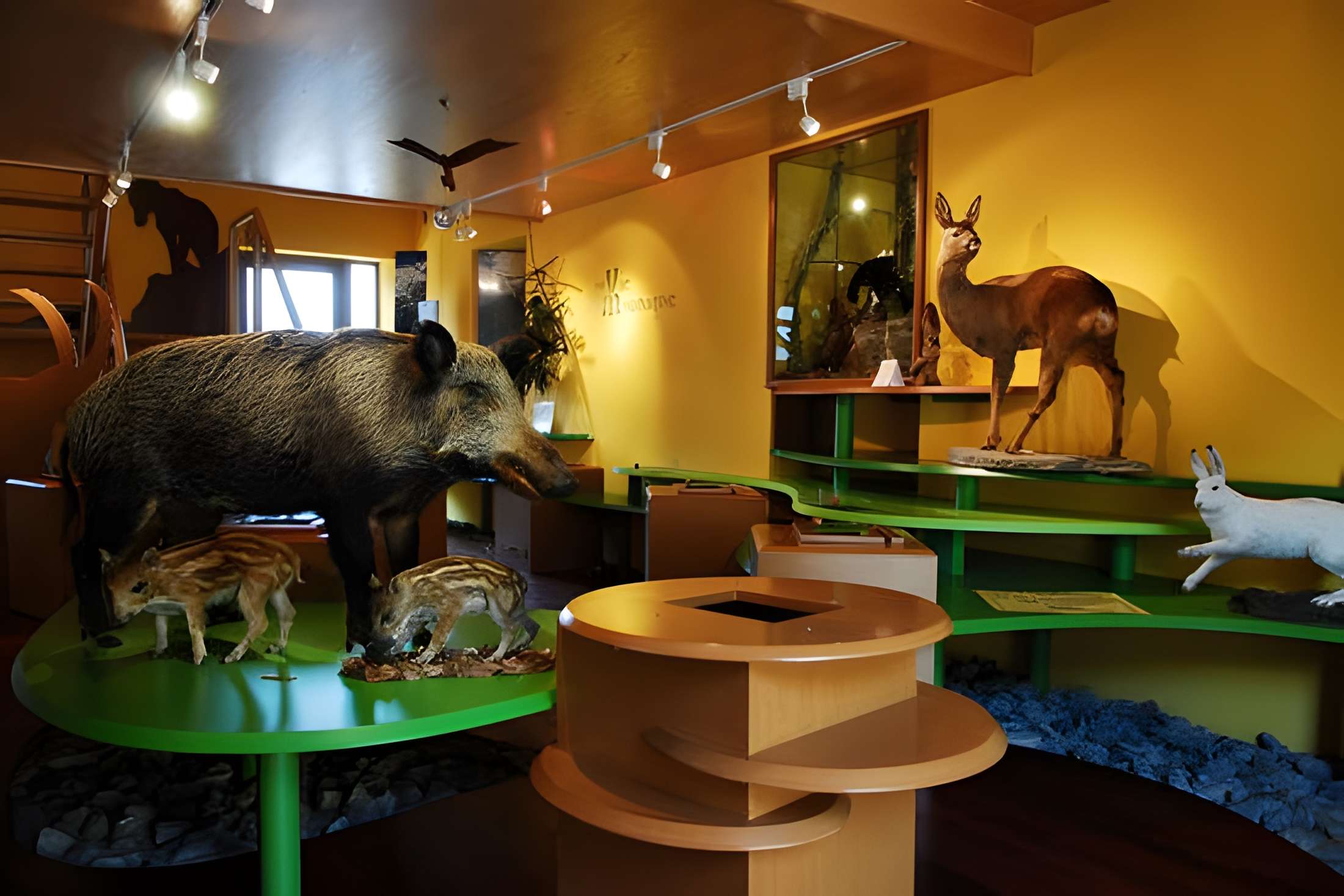 Maison de la faune à Vaujany intérieur du musée