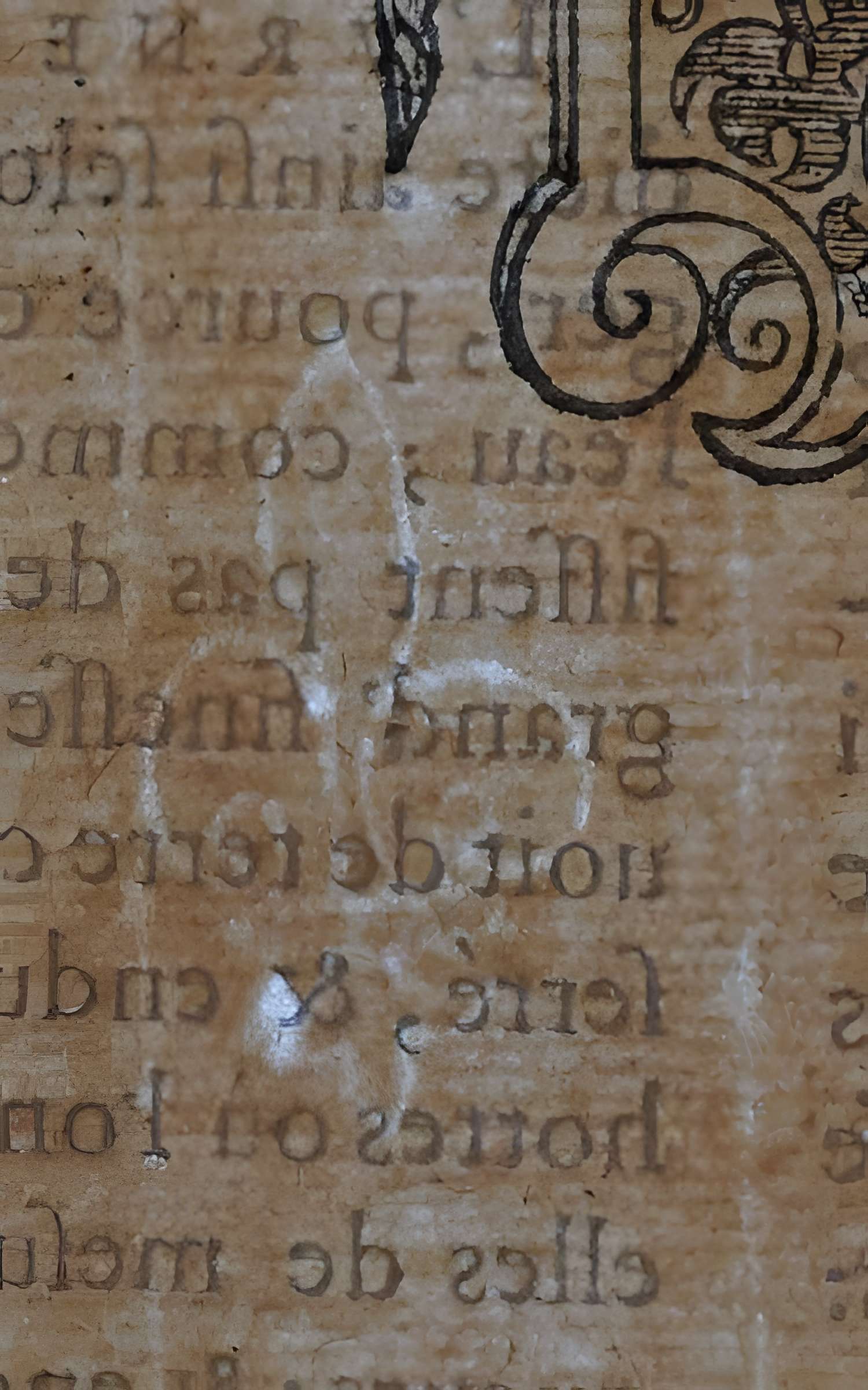 Musée des beaux-arts de Lyon