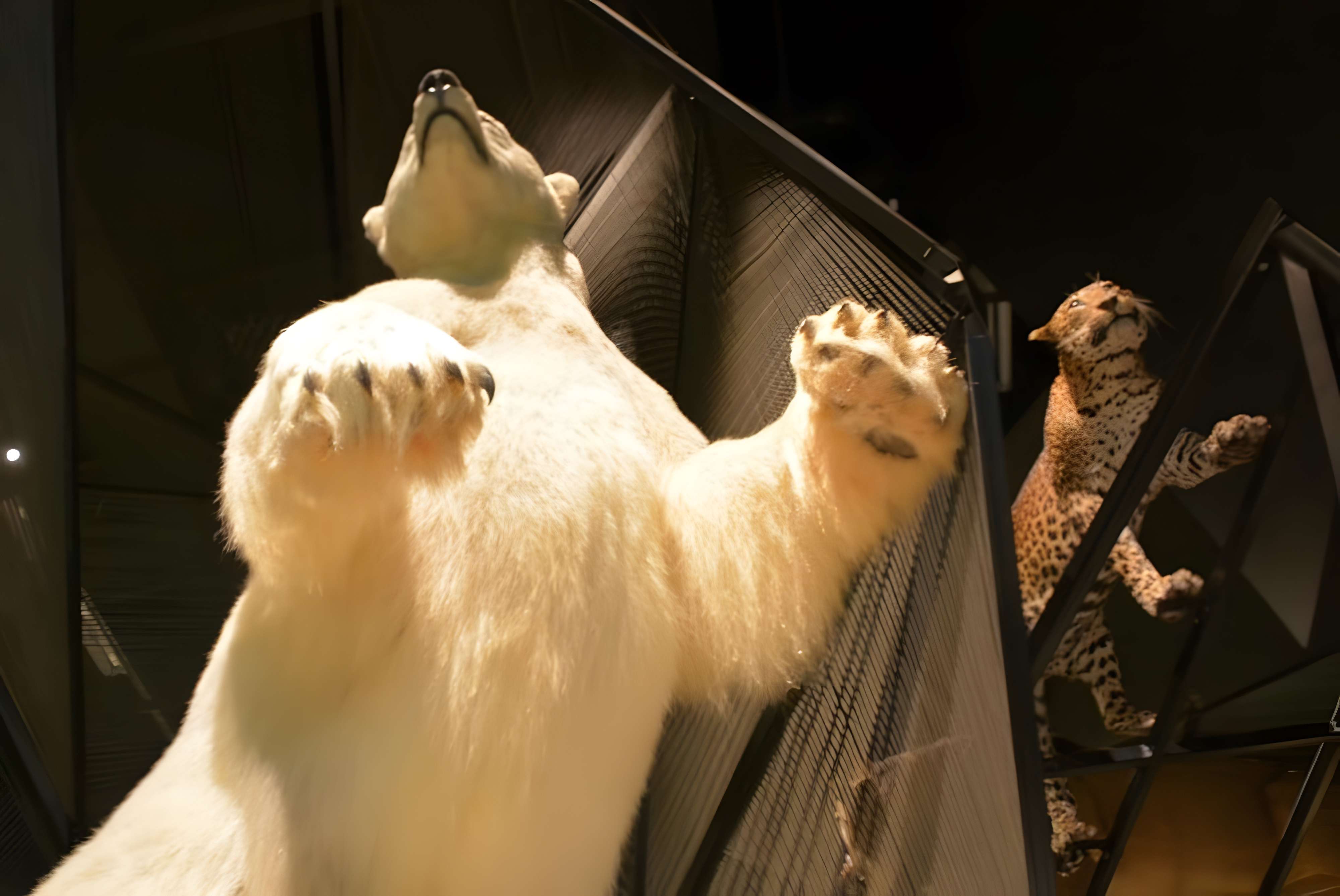 musee des confluences de lyon ours polaire salle -especes-