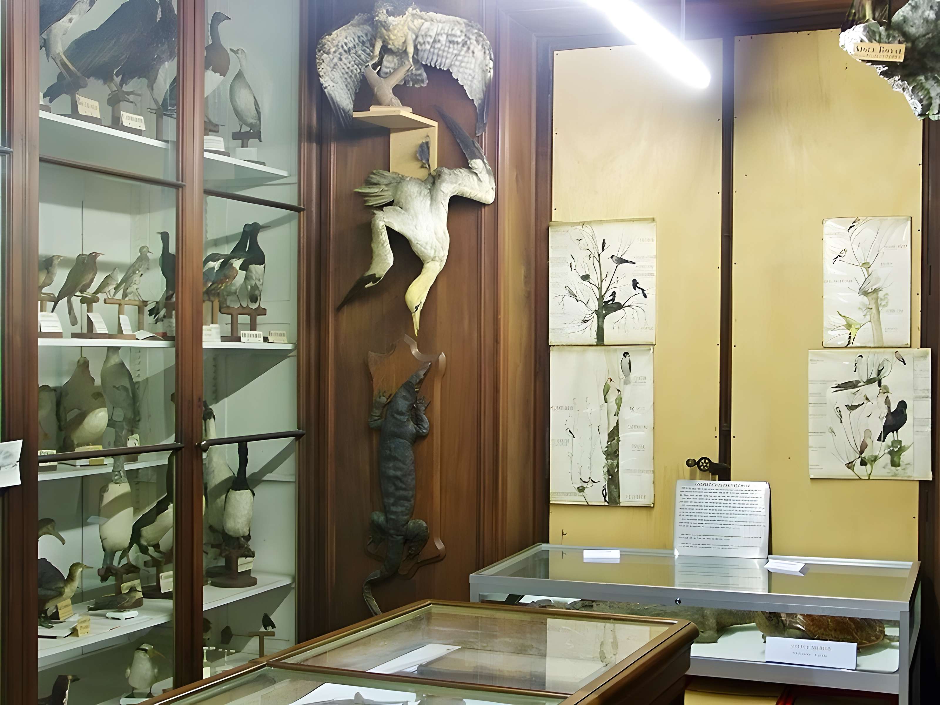 Muséum d'histoire naturelle de Chambéry