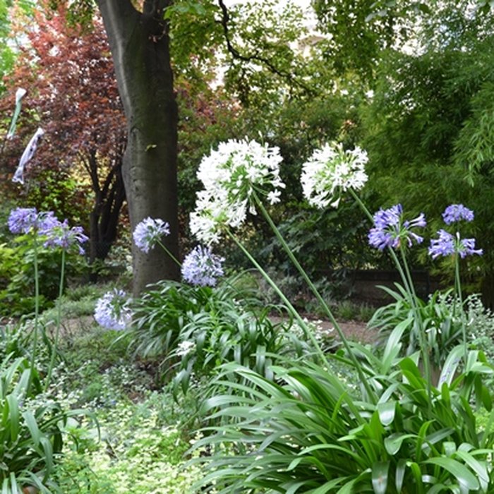 Photo de Maison de Clemenceau Musée Clemenceau à Paris