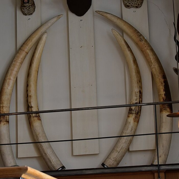 Photo de Musée de la chasse et de la nature