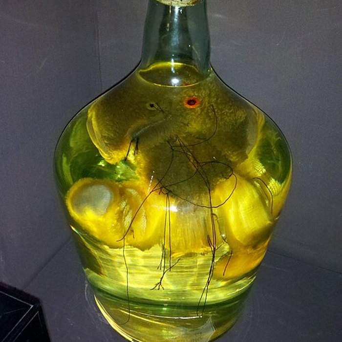 Photo de Musée de la chasse et de la nature