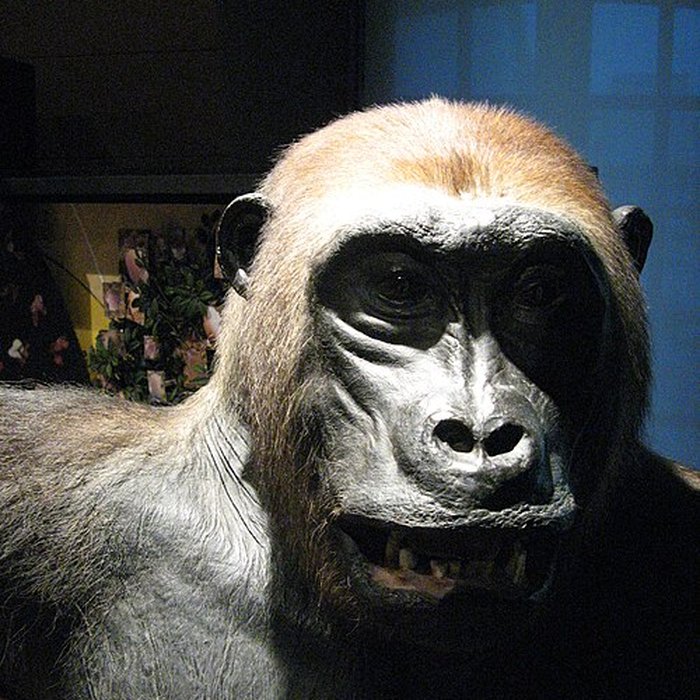 Photo de Musée de la chasse et de la nature