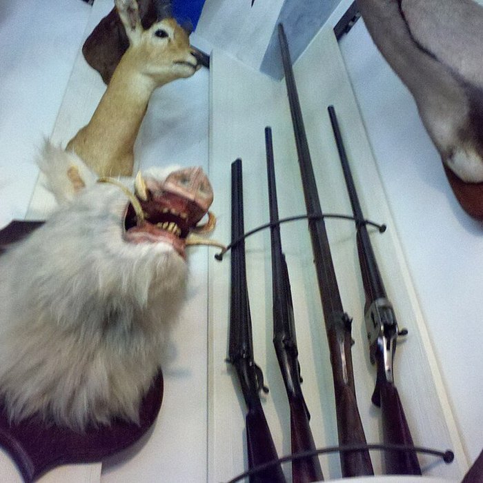 Photo de Musée de la chasse et de la nature