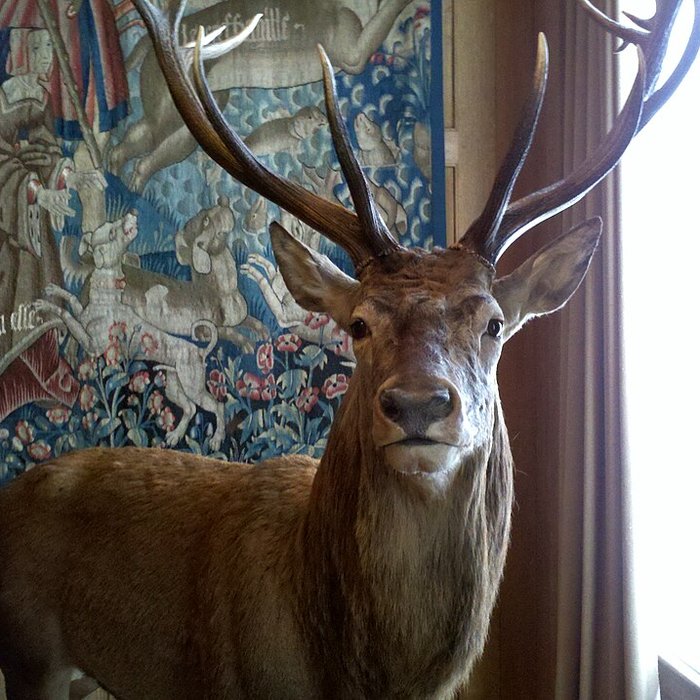 Photo de Musée de la chasse et de la nature