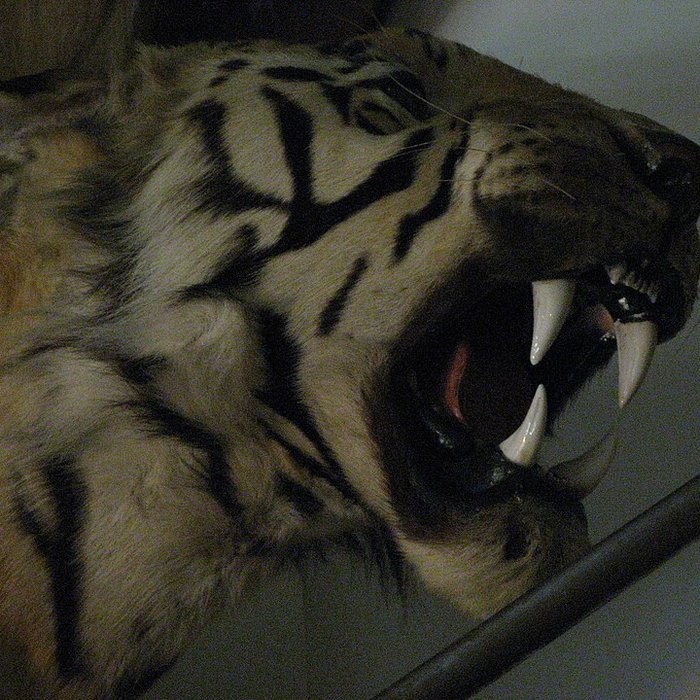 Photo de Musée de la chasse et de la nature