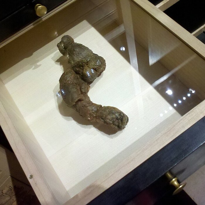 Photo de Musée de la chasse et de la nature