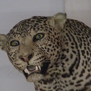 Musée de la chasse et de la nature