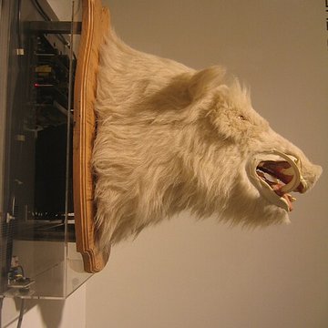 Musée de la chasse et de la nature