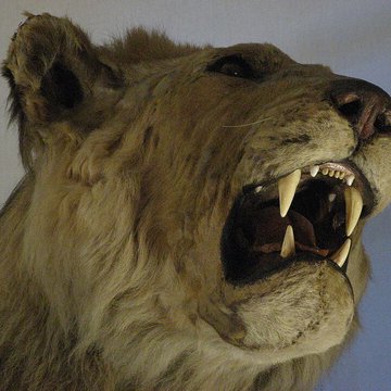 Musée de la chasse et de la nature