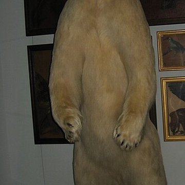 Musée de la chasse et de la nature