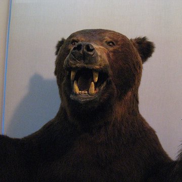 Musée de la chasse et de la nature