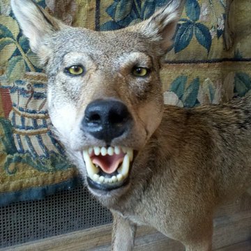 Musée de la chasse et de la nature