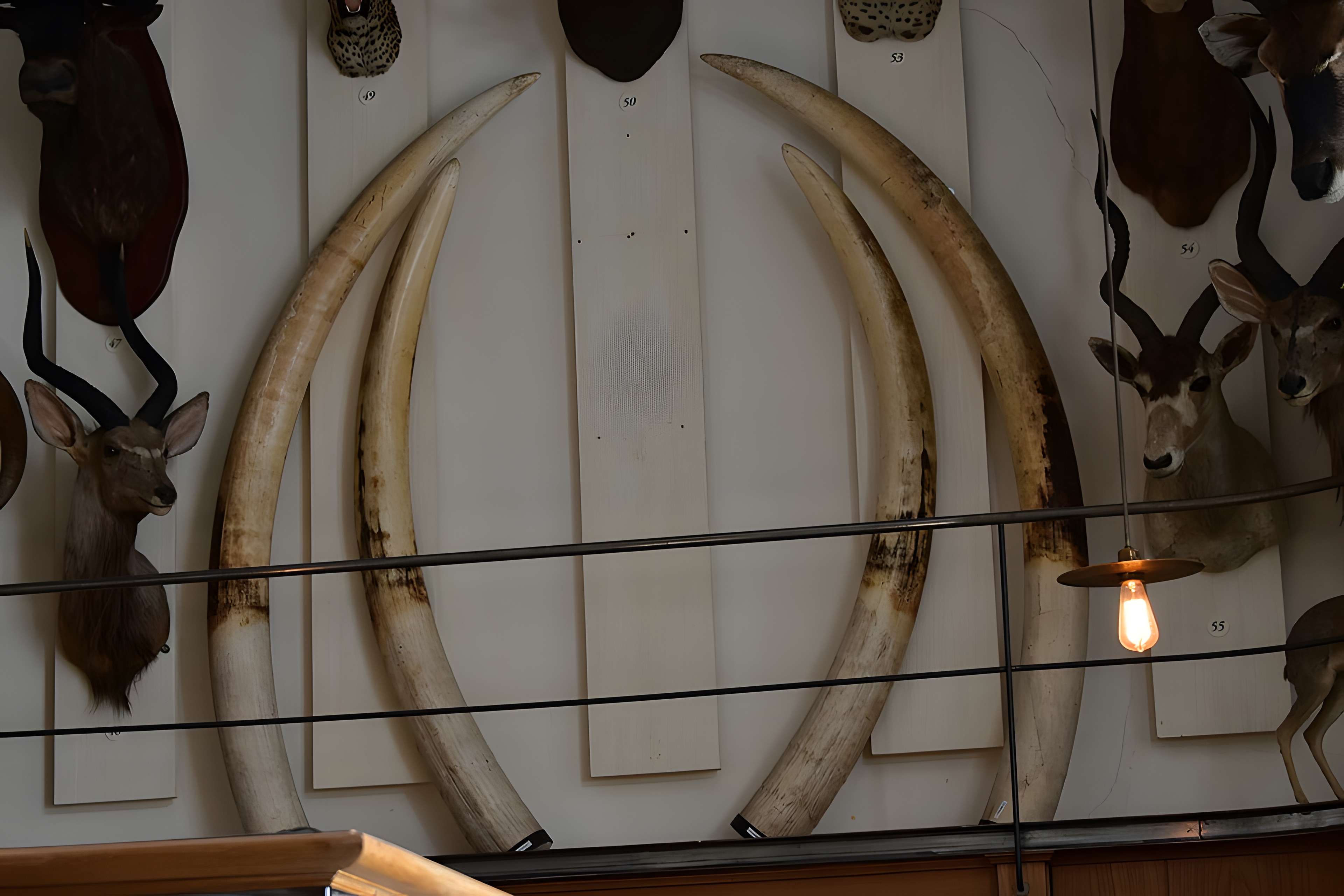 Musée de la chasse et de la nature