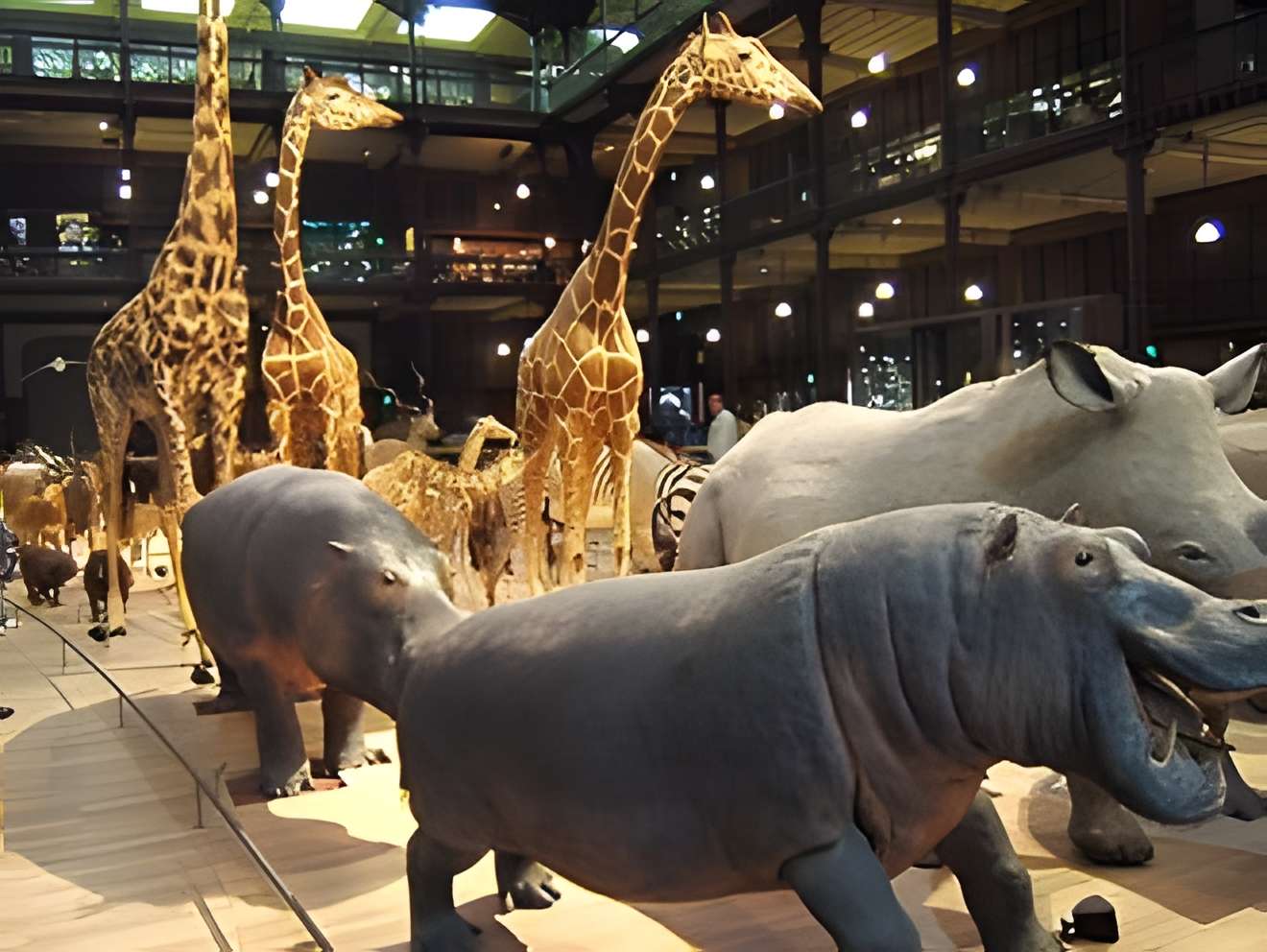 Muséum national d'histoire naturelle - Paris 5ème Grande galerie de l'Évolution.
