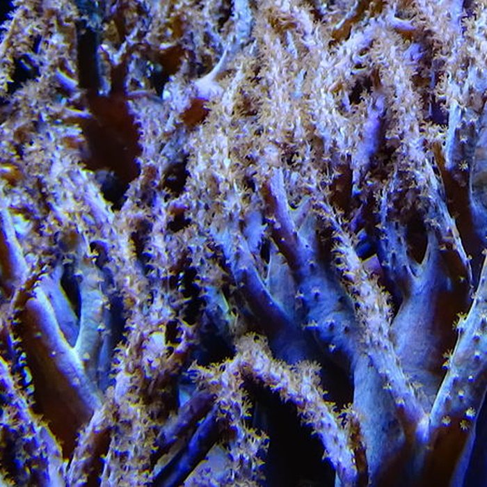 Photo de Ancien Musée National des Arts Africains et Océaniens, devenu Cité nationale de lhistoire de lImmigration