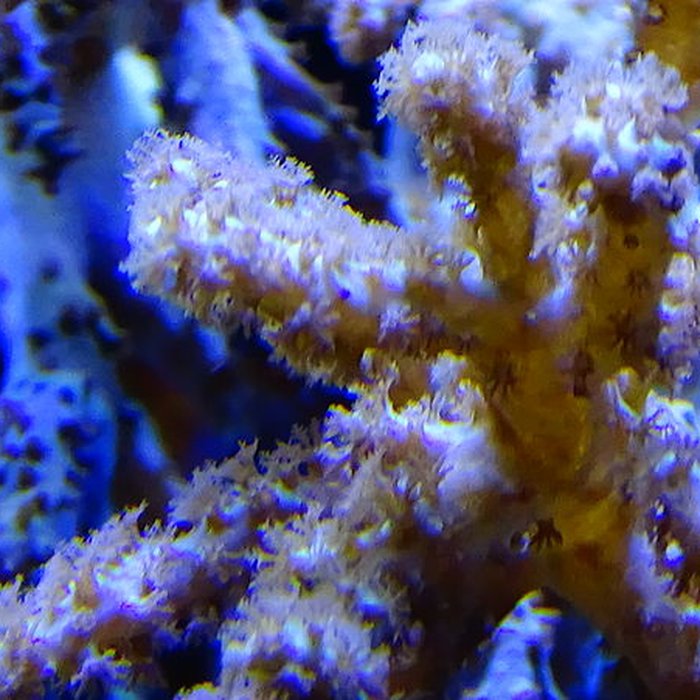 Photo de Ancien Musée National des Arts Africains et Océaniens, devenu Cité nationale de lhistoire de lImmigration