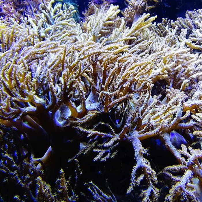 Photo de Ancien Musée National des Arts Africains et Océaniens, devenu Cité nationale de lhistoire de lImmigration