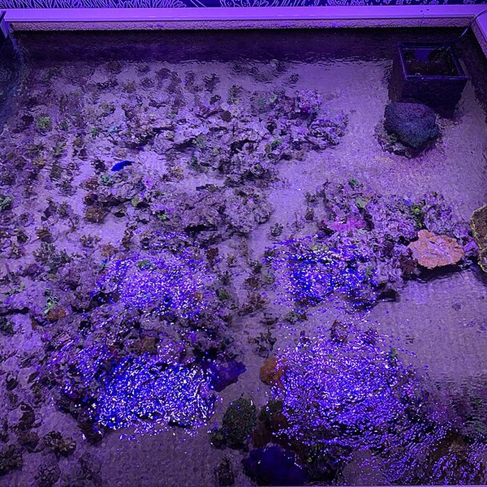 Photo de Ancien Musée National des Arts Africains et Océaniens, devenu Cité nationale de lhistoire de lImmigration