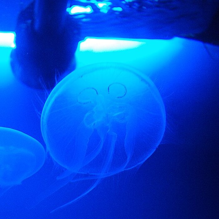 Photo de Ancien Musée National des Arts Africains et Océaniens, devenu Cité nationale de lhistoire de lImmigration