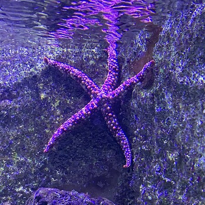 Photo de Ancien Musée National des Arts Africains et Océaniens, devenu Cité nationale de lhistoire de lImmigration