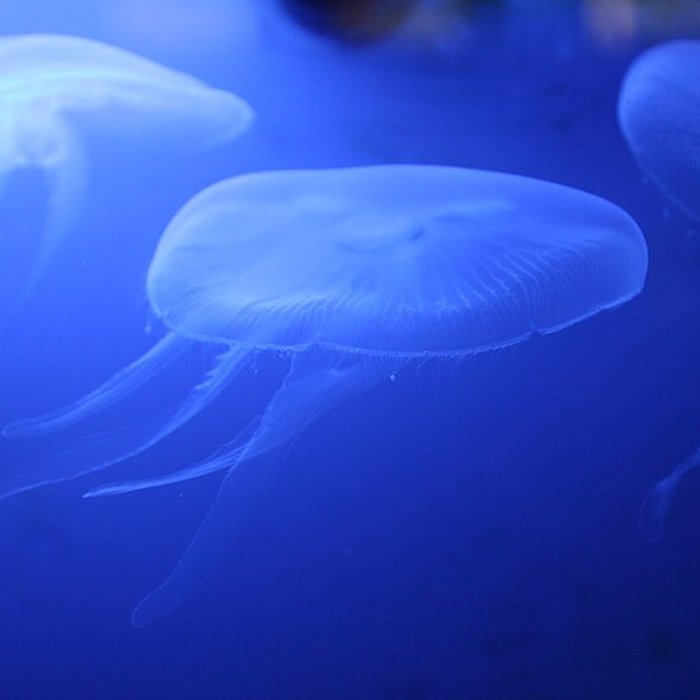 Photo de Ancien Musée National des Arts Africains et Océaniens, devenu Cité nationale de lhistoire de lImmigration